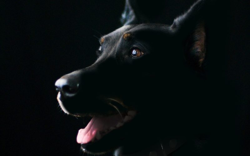 What to Do If You’ve Been Attacked by a Dog