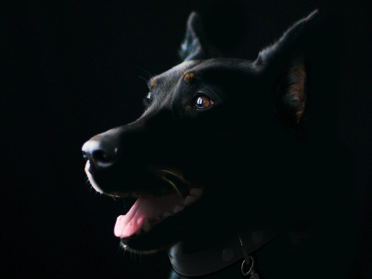 What to Do If You’ve Been Attacked by a Dog